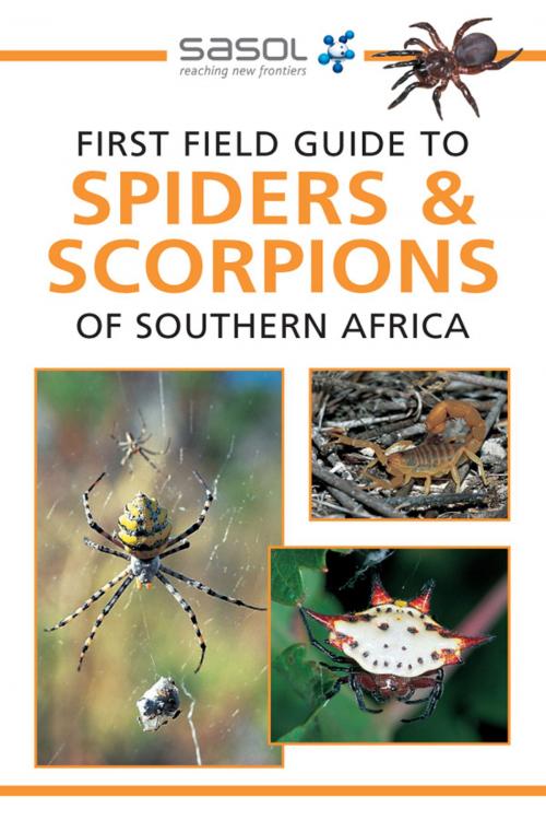 Cover of the book First Field Guide to Spiders & Scorpions of Southern Africa by Tracey Hawthorne, Penguin Random House South Africa