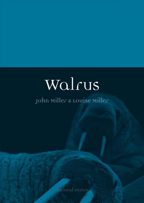 Cover of the book Walrus by John Miller, Louise Miller, Reaktion Books