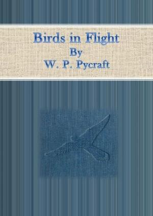 Cover of Birds in Flight