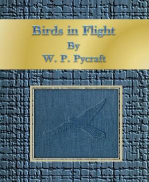 Cover of the book Birds in Flight by Romy van Mader, Kerstin Eger