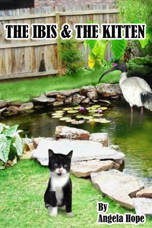 Cover of The Ibis & the Kitten