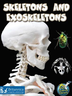 Book cover of Skeletons and Exoskeletons