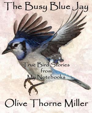 Book cover of The Busy Blue Jay