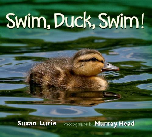 Cover of the book Swim, Duck, Swim! by Susan Lurie, Feiwel & Friends