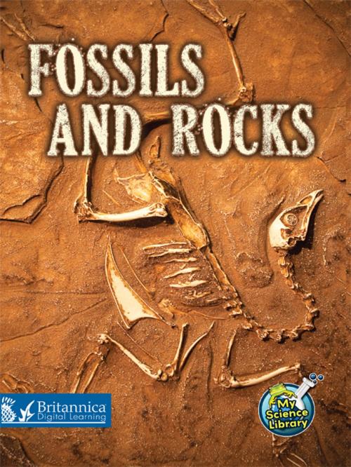 Cover of the book Fossils and Rocks by Kimberly M. Hutmacher, Britannica Digital Learning