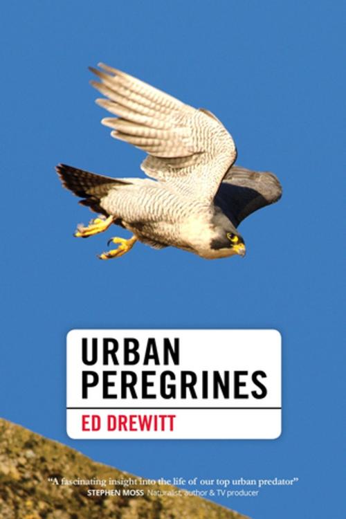 Cover of the book Urban Peregrines by Ed Drewitt, Pelagic Publishing
