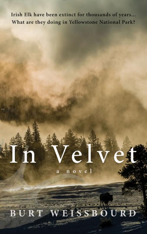 Cover of the book In Velvet by Burt Weissbourd, Rare Bird Books