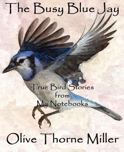 Cover of the book The Busy Blue Jay by Olive Thorne Miller, BookRix