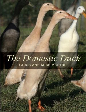 Cover of the book Domestic Duck by Thomas von Nordheim