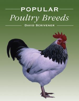 Book cover of Popular Poultry Breeds