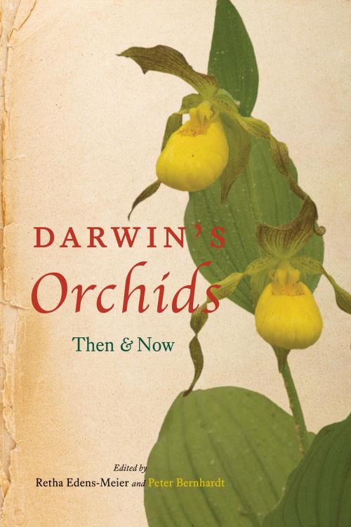 Cover of the book Darwin's Orchids by , University of Chicago Press