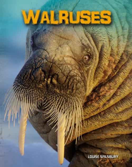 Cover of the book Walruses by Louise Spilsbury, Capstone