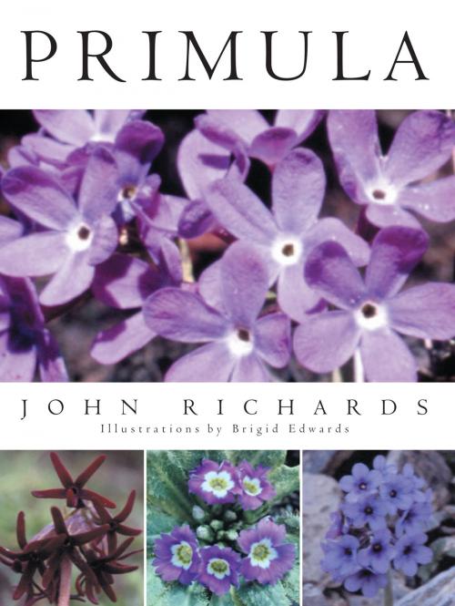 Cover of the book Primula by John Richards, Pavilion Books