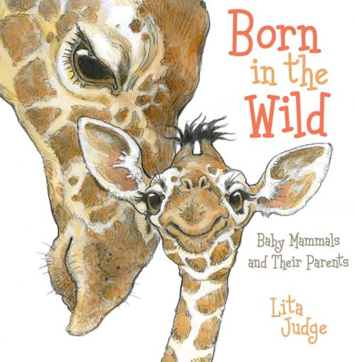 Cover of the book Born in the Wild by Lita Judge, Roaring Brook Press