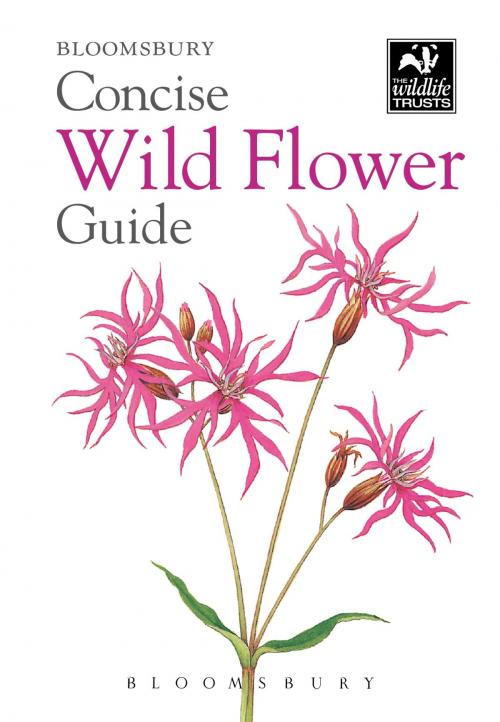 Cover of the book Concise Wild Flower Guide by Bloomsbury, Bloomsbury Publishing