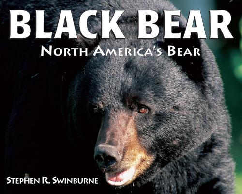 Cover of the book Black Bear by Stephen R. Swinburne, Boyds Mills Press