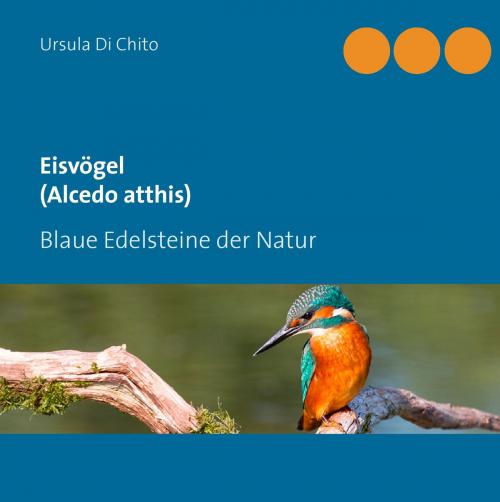Cover of the book Eisvögel (Alcedo atthis) by Ursula Di Chito, Books on Demand