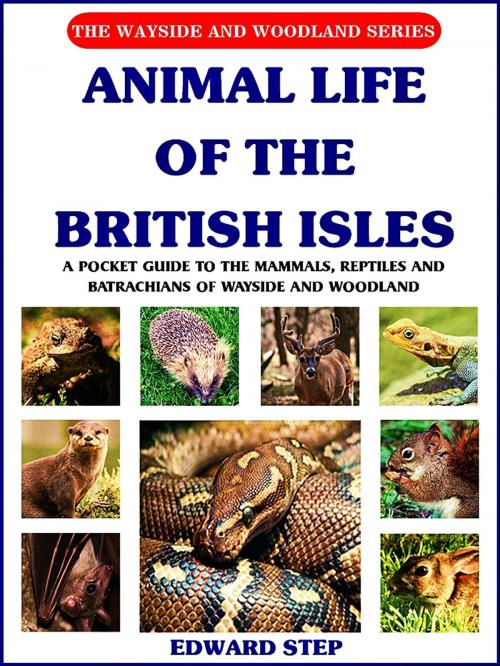 Cover of the book Animal Life of the British Isles by Edward Step, W. J. Stokoe, LONDON FREDERICK WARNE