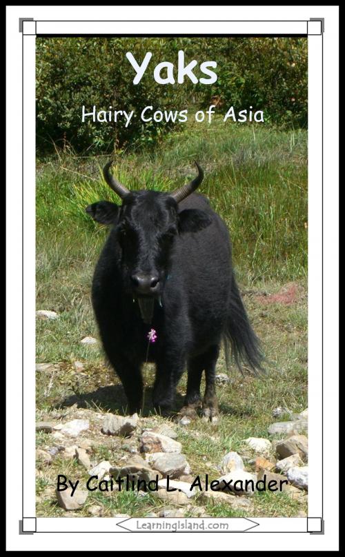 Cover of the book Yaks: Hairy Cows of Asia by Caitlind L. Alexander, LearningIsland.com