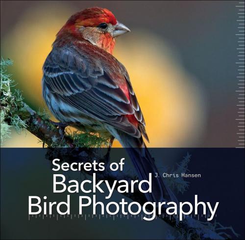 Cover of the book Secrets of Backyard Bird Photography by J. Chris Hansen, Rocky Nook