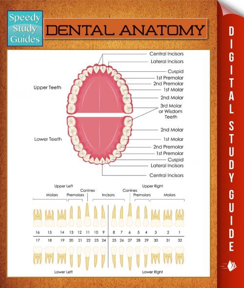 Cover of the book Dental Anatomy by Speedy Publishing, Speedy Publishing LLC