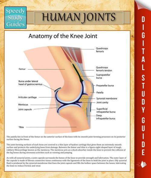 Cover of the book Human Joints by Speedy Publishing, Speedy Publishing LLC