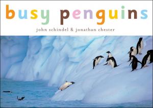 Cover of the book Busy Penguins by Blandine Aubin & Emilie Vanvolsem