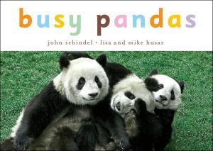 Book cover of Busy Pandas