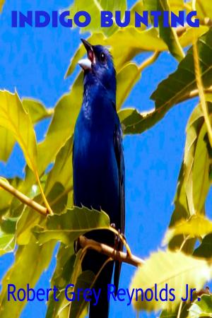 bigCover of the book Indigo Bunting by 