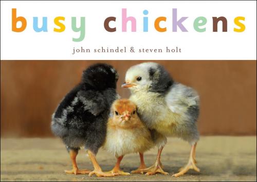 Cover of the book Busy Chickens by John Schindel, Random House Children's Books