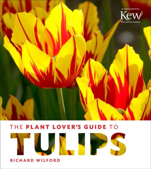 Cover of the book The Plant Lover's Guide to Tulips by Richard Wilford, Timber Press