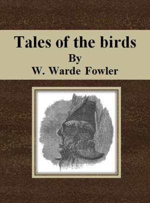 Cover of the book Tales of the birds by Robert Sydney Bowen