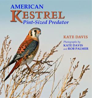 Cover of the book American Kestrel by Jennifer H Carey, Marli Miller