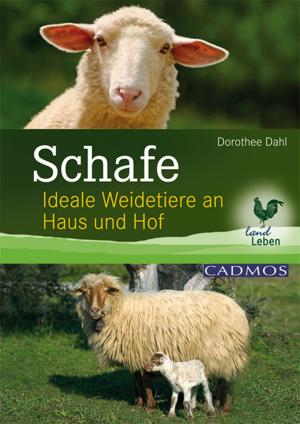 Cover of the book Schafe by Birgit van Damsen