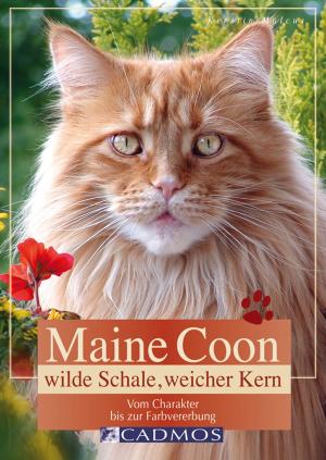 Cover of the book Maine Coon - Wilde Schale weicher Kern by Dr.Claudia Nichterl