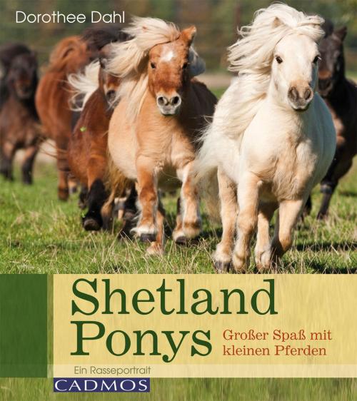 Cover of the book Shetlandponys by Dorothee Dahl, Cadmos Verlag