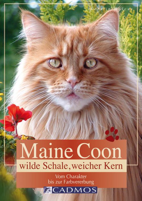 Cover of the book Maine Coon - Wilde Schale weicher Kern by Kerstin Malcus, Cadmos Verlag