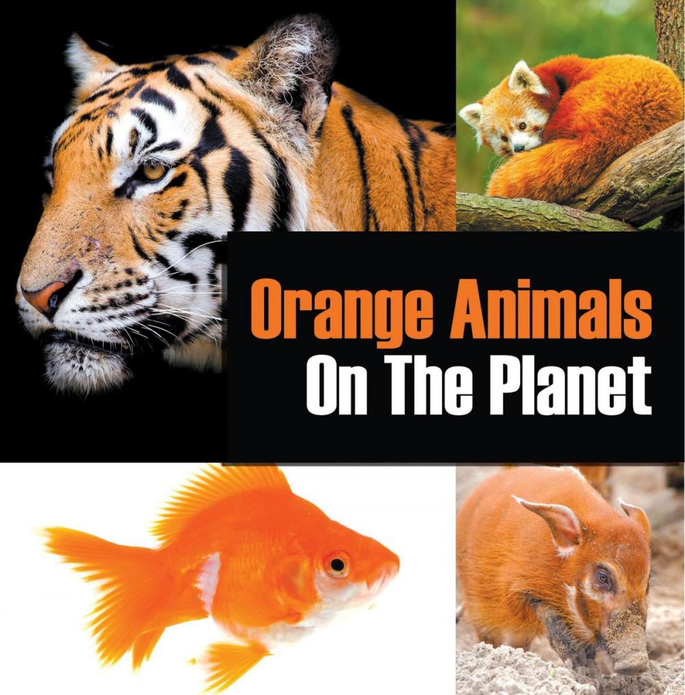 Big bigCover of Orange Animals On The Planet