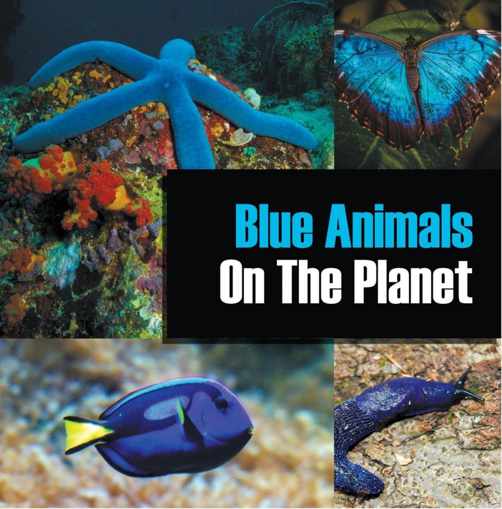 Big bigCover of Blue Animals On The Planet
