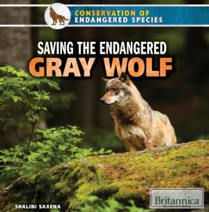 Book cover of Saving the Endangered Gray Wolf