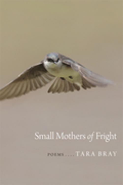 Cover of the book Small Mothers of Fright by Tara Bray, LSU Press