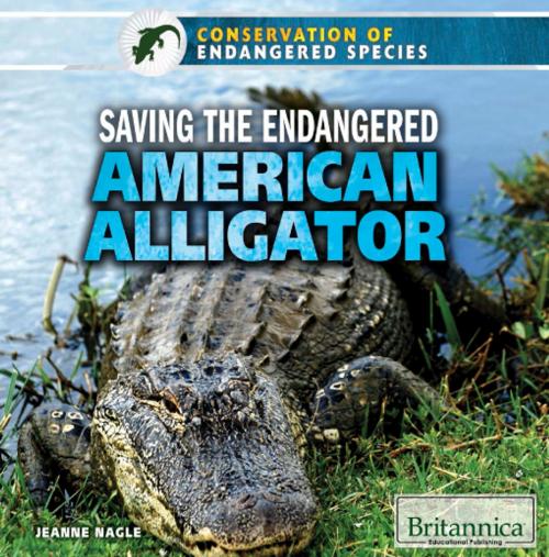Cover of the book Saving the Endangered American Alligator by Heather Moore Niver, Britannica Educational Publishing