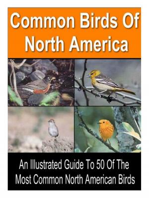 Book cover of 50 Common Birds of North America