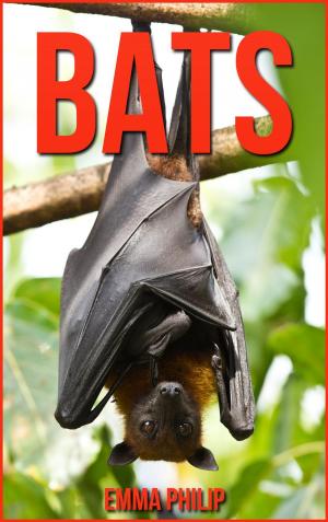 Cover of the book Bats by David Pope