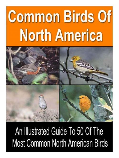 Cover of the book 50 Common Birds of North America by Thrive Living Library, Midwest Journal Press