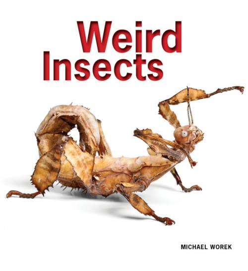 Cover of the book Weird Insects by Michael Worek, Firefly Books
