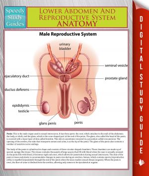 Book cover of Lower Abdomen And Reproductive System Anatomy (Speedy Study Guide)