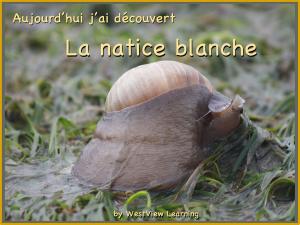 Cover of Aujourd'hui j'ai découvert La Natice blanche