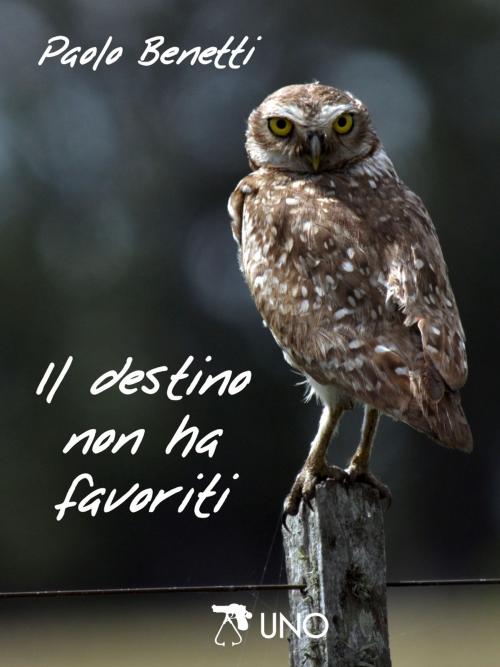 Cover of the book Il destino non ha favoriti by Paolo Benetti, Kolorato Digital Publishing