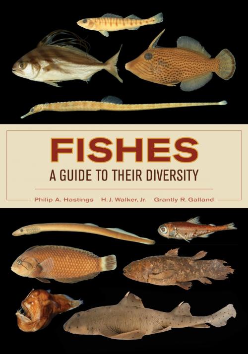 Cover of the book Fishes: A Guide to Their Diversity by Philip A. Hastings, University of California Press